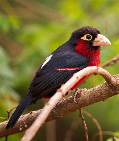 Double Toothed Barbet Lybius Bidentatus Melanobucco