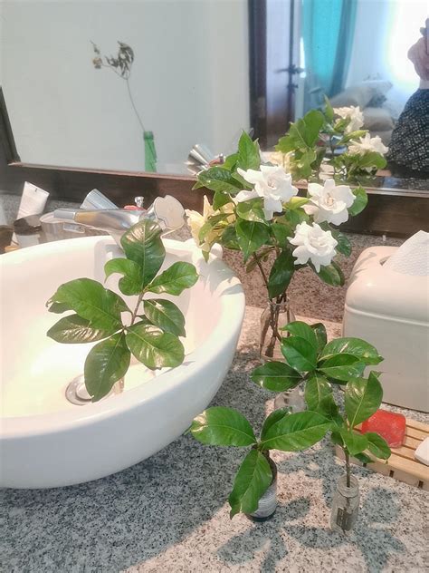 Preparing Fresh Gardenias And Water Propagating Cuttings For The Summer 💚 R Indoorgarden