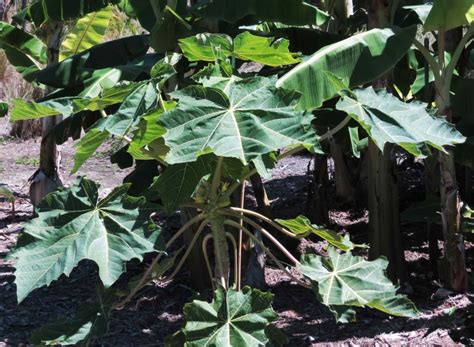 Papaya Tree – Tree Pictures BLog