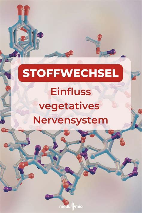 Sympathikotonie Durch Das Vegetatives Nervensystem Den Stoffwechsel