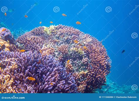 Coral Reef with Tropical Fishes. Tropical Seashore Animals Underwater ...