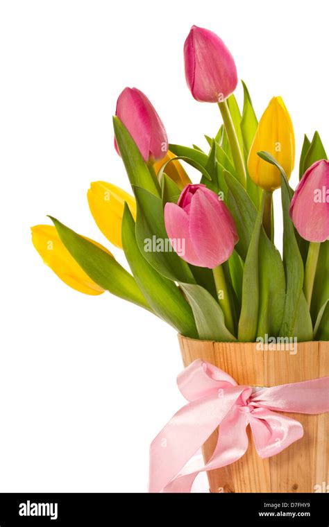 Beautiful Tulips Stock Photo Alamy