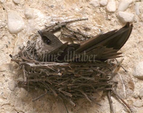 Chimney Swifts Nesting in a Barn Silo in Ozaukee County Wisconsin on ...