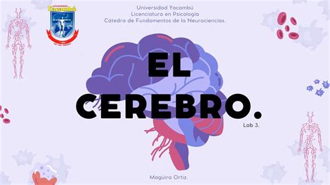 El Cerebro🧠 Lab 3 Uny Youtube