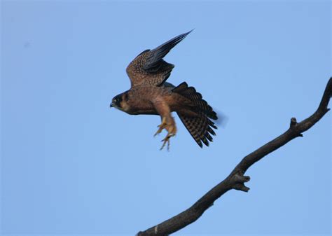 Chris Steeles Birding: All Australian Falcons - minus 1