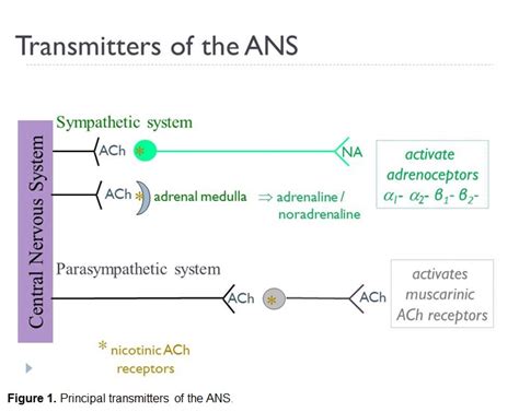 Autonomic Pharmacology | Pharmacology Education Project