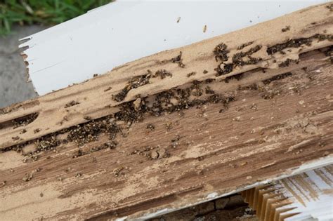 The Difference in Carpenter Ants vs Termites: Green Pest Services