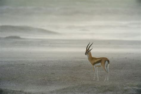 Thomson’s Gazelle Facts - Speed, Habitat, Diet & More