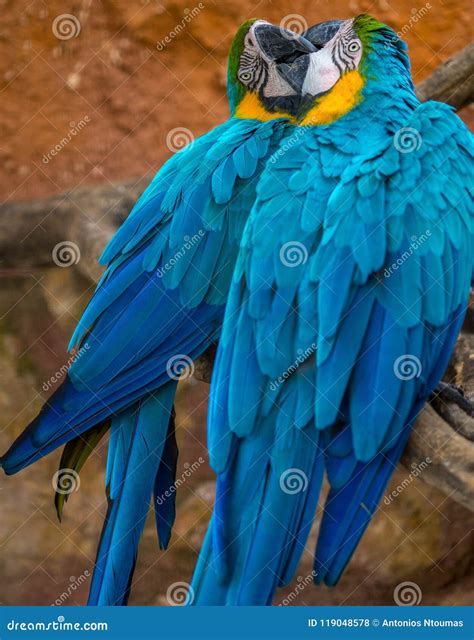 Two Beautiful Blue Parrots Kissing Stock Photo Image Of Beautiful