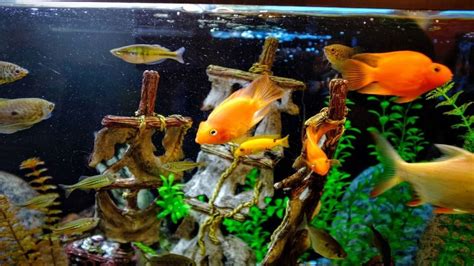 What Is The Best Food For Fish In An Aquarium - David's Aquarium Advice