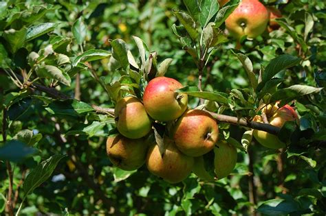 apple tree  photo  pixabay pixabay