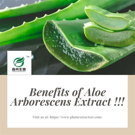 Benefits of Aloe Arborescens Extract | Arborescens, Aloe, Berries