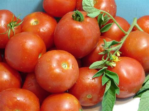 Early Stupice Tomato Seeds 30 Heirloom Seeds Extremely Etsy UK