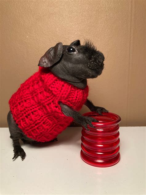 Guinea Pig Sweater Etsy