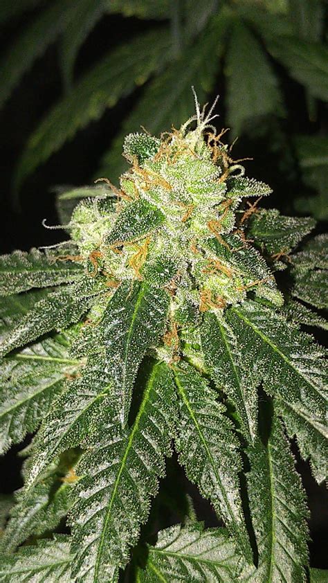 Key Lime Pie X Do Si Dos Strain Info Key Lime Pie X Do Si Dos Weed By