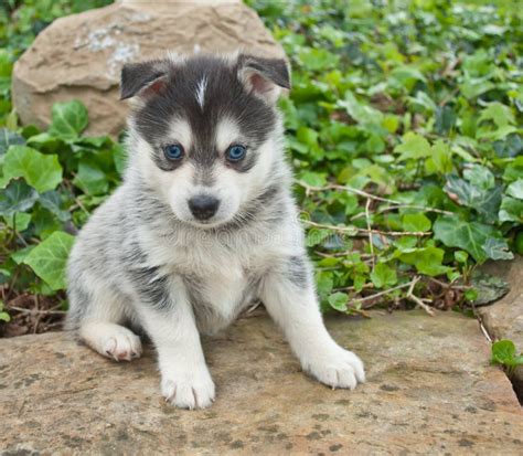 Pomsky-Welpe stockfoto. Bild von flockig, draußen, haustier - 54950588