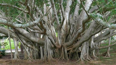 The Mighty Banyan Tree Can 'Walk' and Live for Centuries | HowStuffWorks