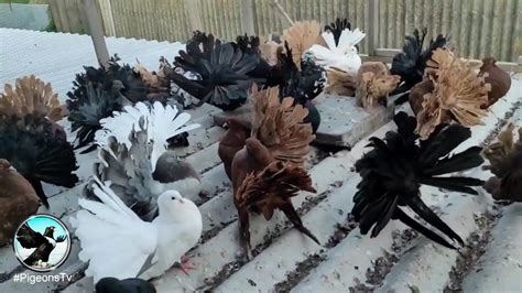 Super Fantails Fancy Pigeons Farm YouTube