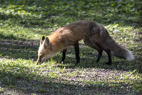 Minnesota Seasons Minnesota Mammals