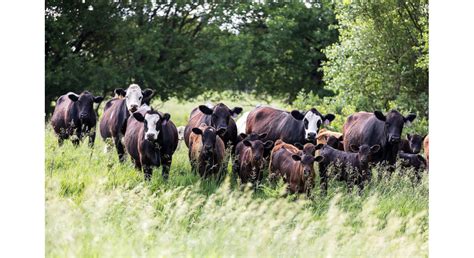 Cattle Chat: Raising Beef Sustainably - Morning Ag Clips