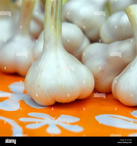 Food Aliment Tubers Stink Garlic Smell Sell Eco Boil Cooks Boiling