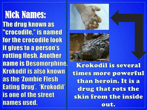 Ppt Krokodil Powerpoint Presentation Free Download Id2572327