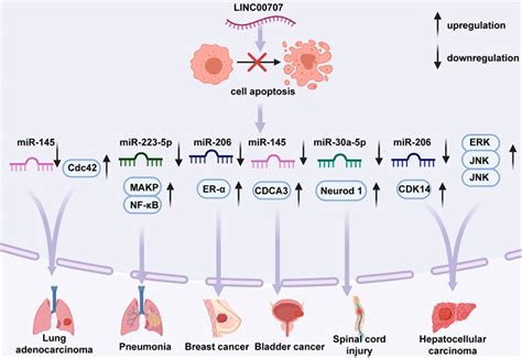 Frontiers Review Of Linc A Novel Lncrna And Promising Biomarker