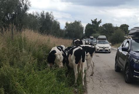 Bovini Lasciati Liberi A Pascolare Per Strada Provocano Incidente A