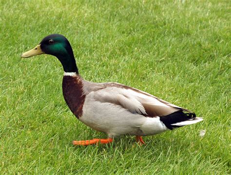 mallard duck  stock photo public domain pictures
