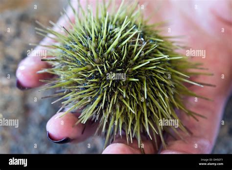 Green Sea Urchin Stock Photo Alamy