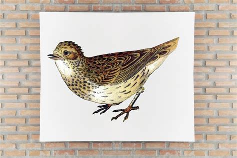 Rustic Wall Decor Colorful Vintage Bird Graphic By Aneta Design