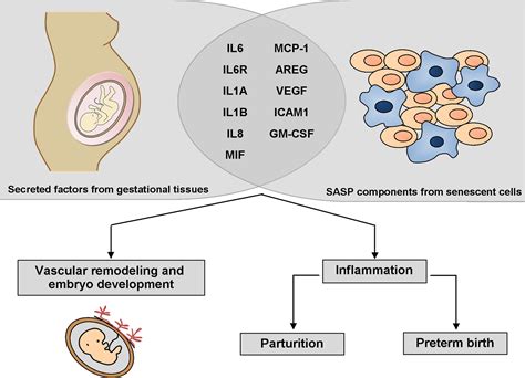 The Female Reproduction And Senescence Nexus Marquez 2017