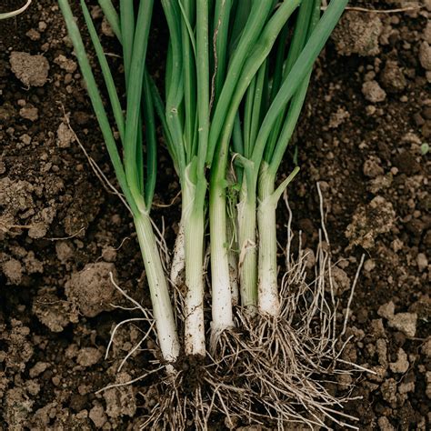 Purely Organic Bunching Evergreen Onion Seeds Usda Organic Non Gmo