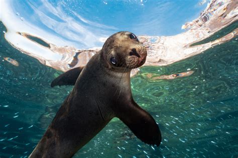 Introducir Imagen Lobos Marinos Isla Espiritu Santo Abzlocal Mx