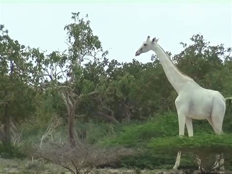 Albino Giraffe