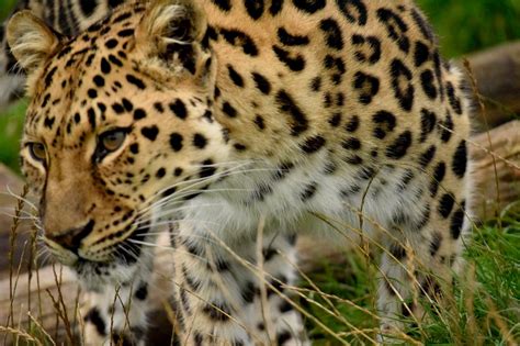 The Amur Leopard A Rare Predator By Andrewrundgren