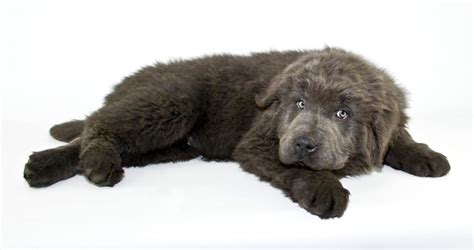 A Look At Newfoundland Dog Colors - My Brown Newfies