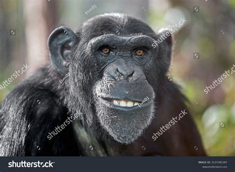 Smiling Chimpanzee Royalty-Free Images, Stock Photos & Pictures ...