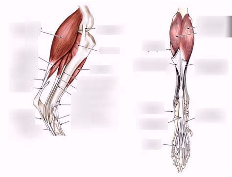 Muscles Cruris Plantar And Lateral View Diagram Quizlet