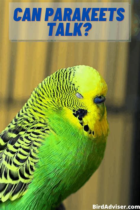 Can Parakeets Talk? Can You Train Parakeets to Talk? (2025)