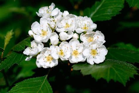 FLOR DE ESPINO BLANCO; INCI: Crataegus Monogyna Flower Extract