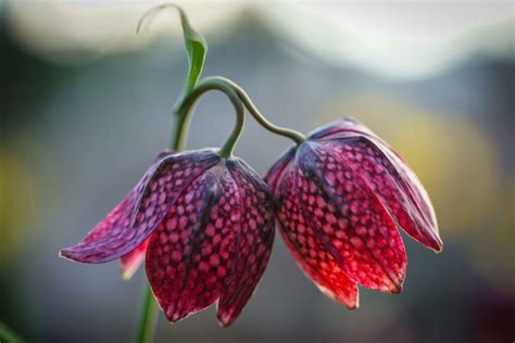 Schachbrettblume Pflanzen Pflegen Vermehren Plantura