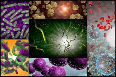 Bacteria Infection Collage Stock Illustration Illustration Of Disease