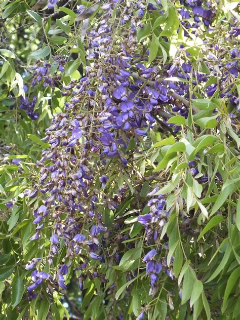 Bolusanthus Speciosus Pretoria Botanical Gardens South Af Flickr