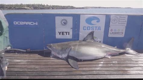 Great White Shark Pings Off Sarasota Coast