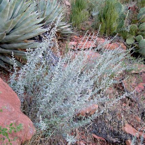 White Sagebrush Artemisia Ludoviciana Container Plant Borderlands