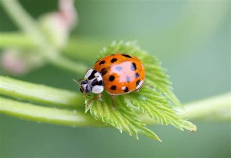 How to Get Rid of Asian Lady Beetles: A Complete Guide - Pest Samurai