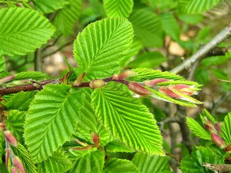 Beech Hedge Leaves - Free photo on Pixabay