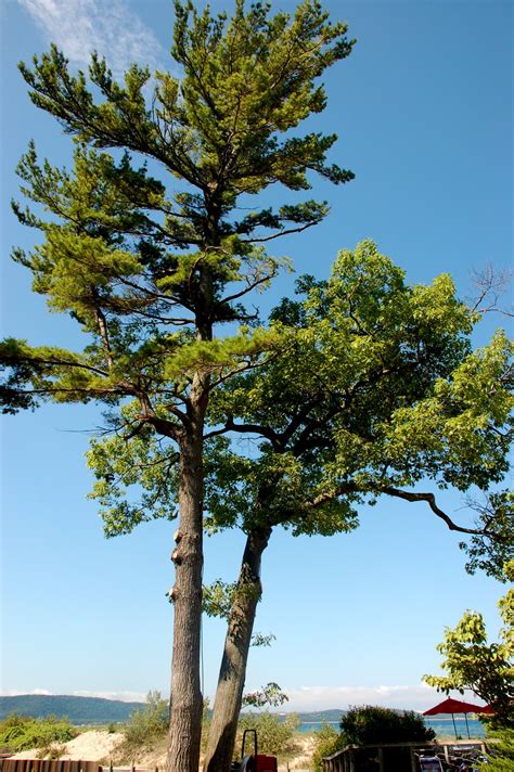 Bill Church Photos: Best Buddies .... a Michigan White Pine and a White Oak