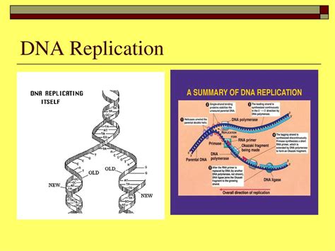 Unit Genetics Learning Goal Describe The Structure Of Dna Its